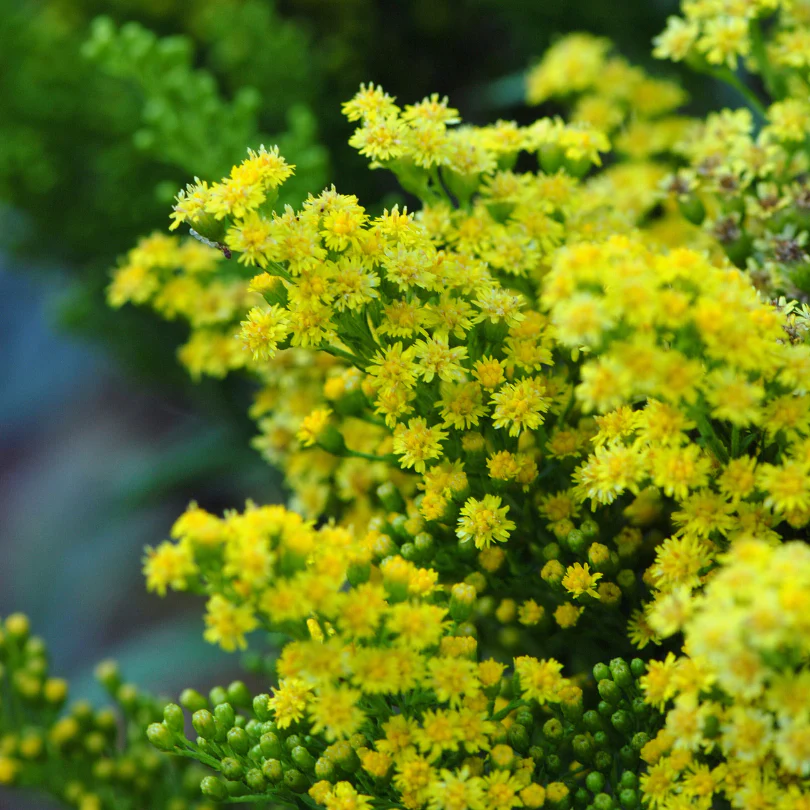Little LemonĀ® Goldenrod (Solidago) - Image 2
