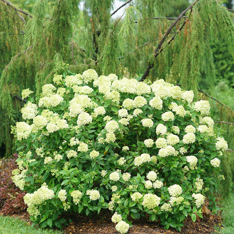Little Lime® Panicle Hydrangea - Image 4