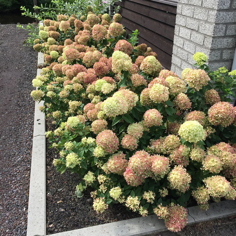 Little Lime® Panicle Hydrangea - Image 6