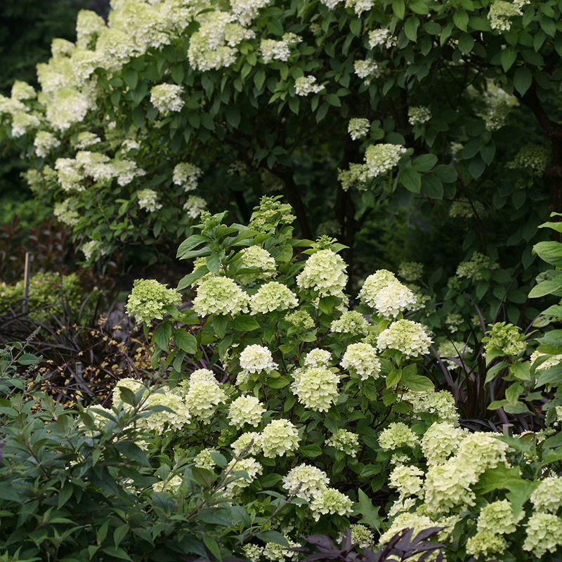 Little Lime® Panicle Hydrangea - Image 7