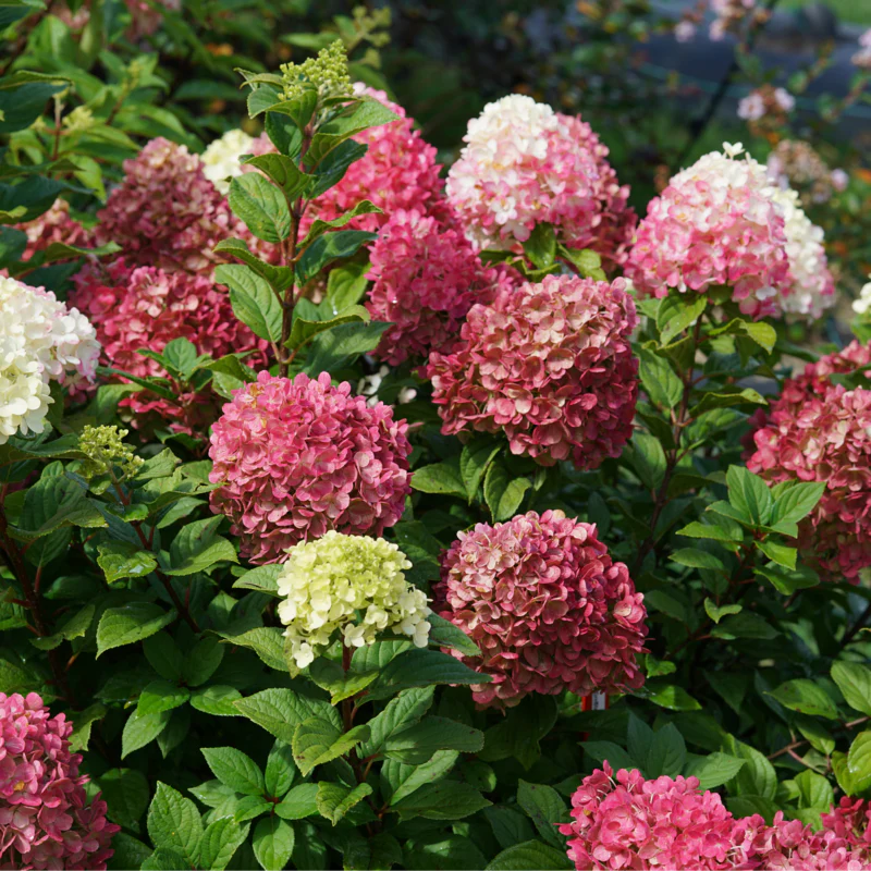 Little Lime Punch® Panicle Hydrangea - Image 2