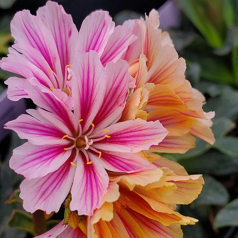'Little Plum' Lewisia