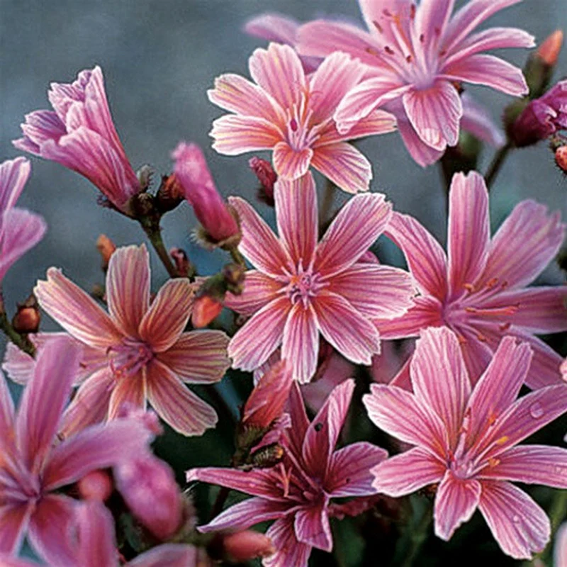 'Little Plum' Lewisia - Image 2