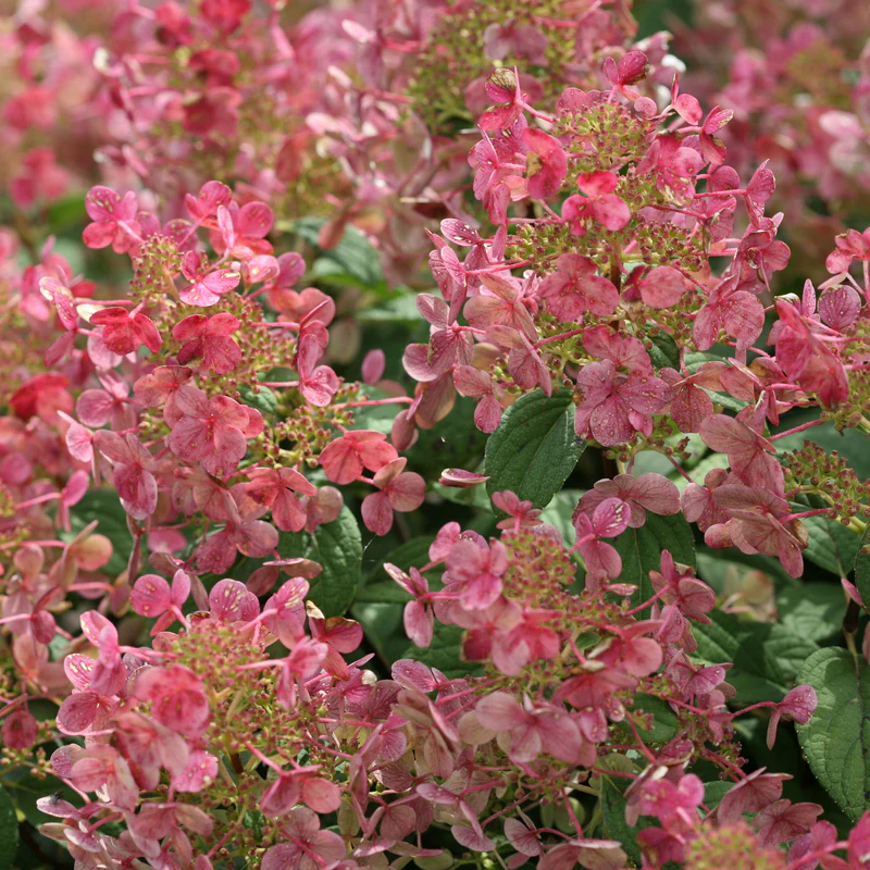Little Quick Fire® Panicle Hydrangea - Image 4
