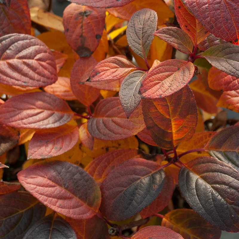 Little Quick Fire® Panicle Hydrangea - Image 5