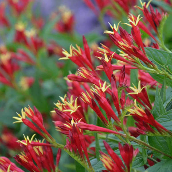 'Little Redhead' Spigelia - Image 2