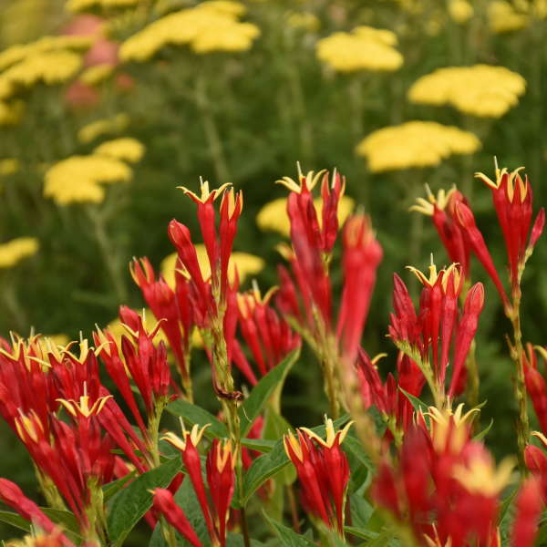 'Little Redhead' Spigelia - Image 4