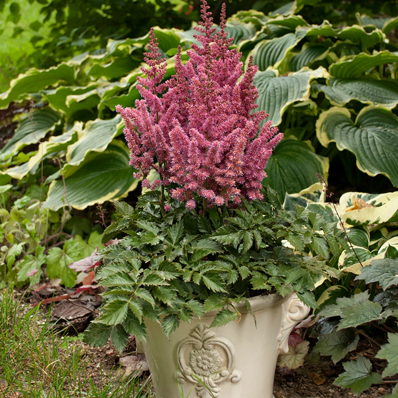 'Little Vision in Pink' Astilbe - Image 3