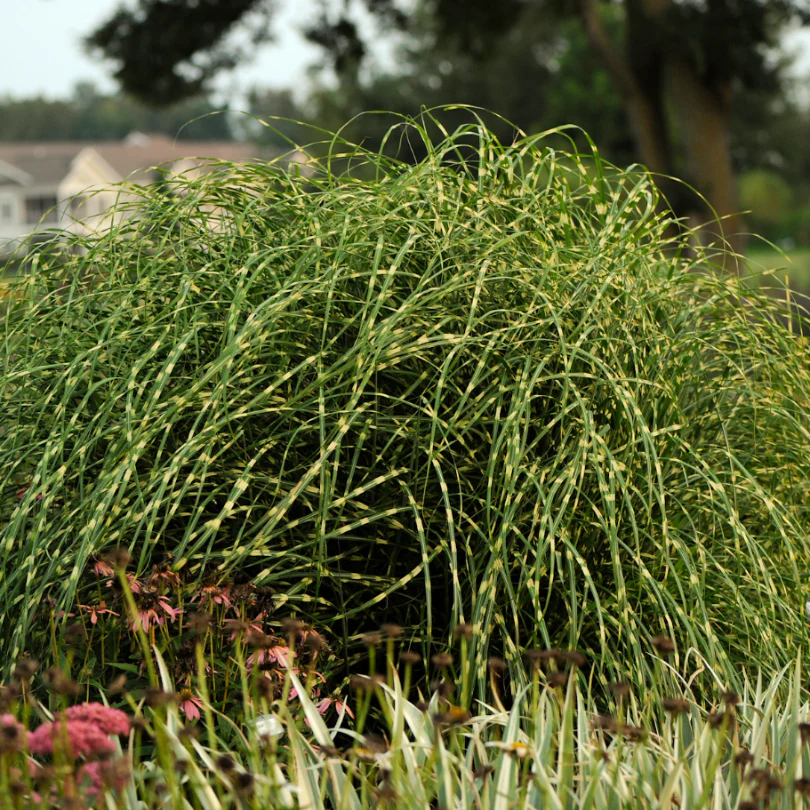 'Little Zebra' Dwarf Zebra Grass (Miscanthus) - Image 2