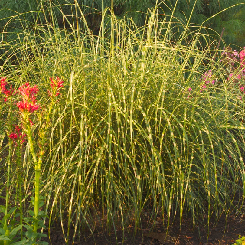 'Little Zebra' Dwarf Zebra Grass (Miscanthus) - Image 3