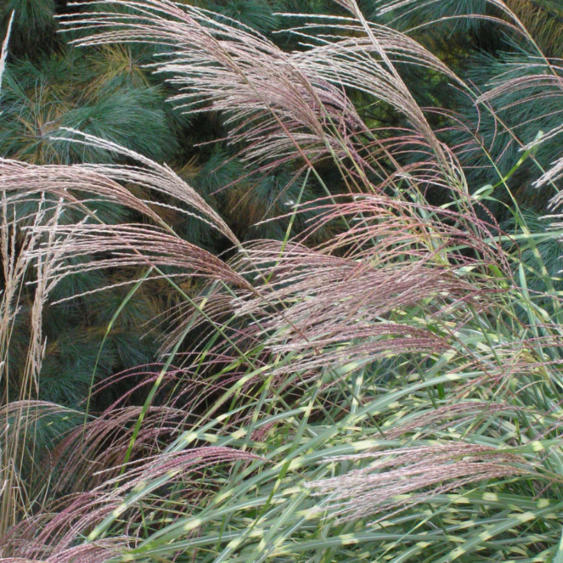 'Little Zebra' Dwarf Zebra Grass (Miscanthus) - Image 4