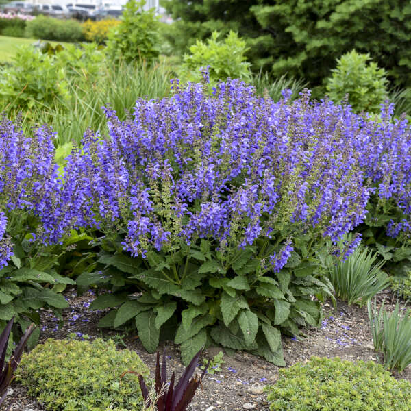Living Large™ Big Sky Salvia - Image 2