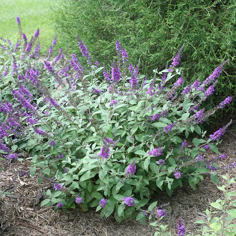 Lo & Behold® 'Blue Chip Jr.' Butterfly Bush (Buddleia)
