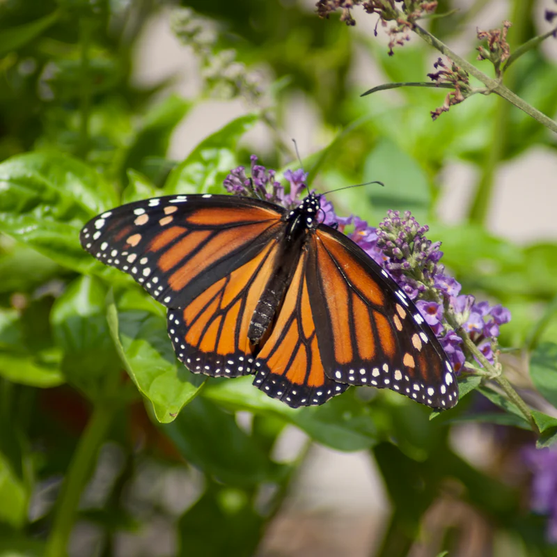 Lo & Behold® 'Blue Chip Jr.' Butterfly Bush (Buddleia) - Image 2