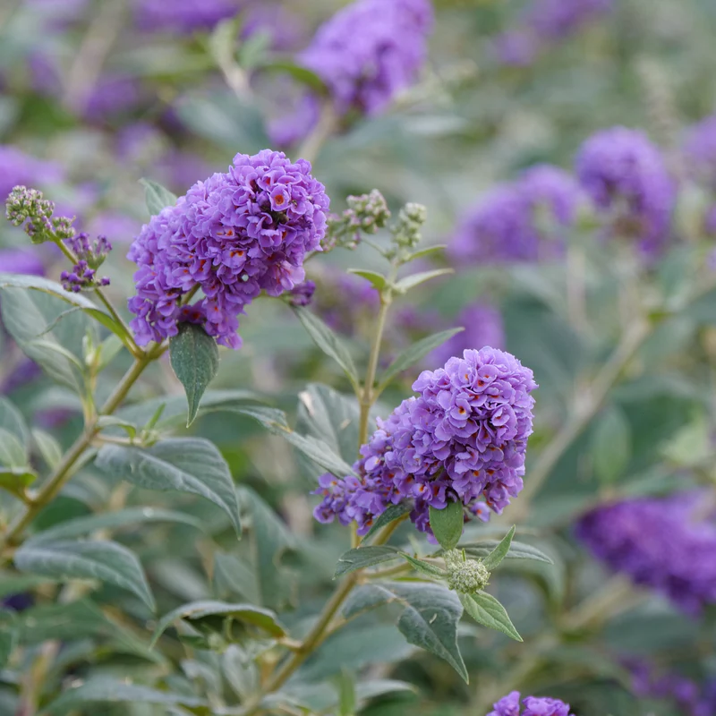 Lo & Behold® 'Blue Chip Jr.' Butterfly Bush (Buddleia) - Image 4