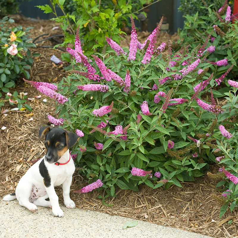 Lo & Behold® 'Pink Micro Chip' Butterfly Bush (Buddleia) - Image 3