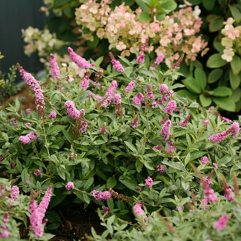 Lo & Behold® 'Pink Micro Chip' Butterfly Bush (Buddleia) - Image 4