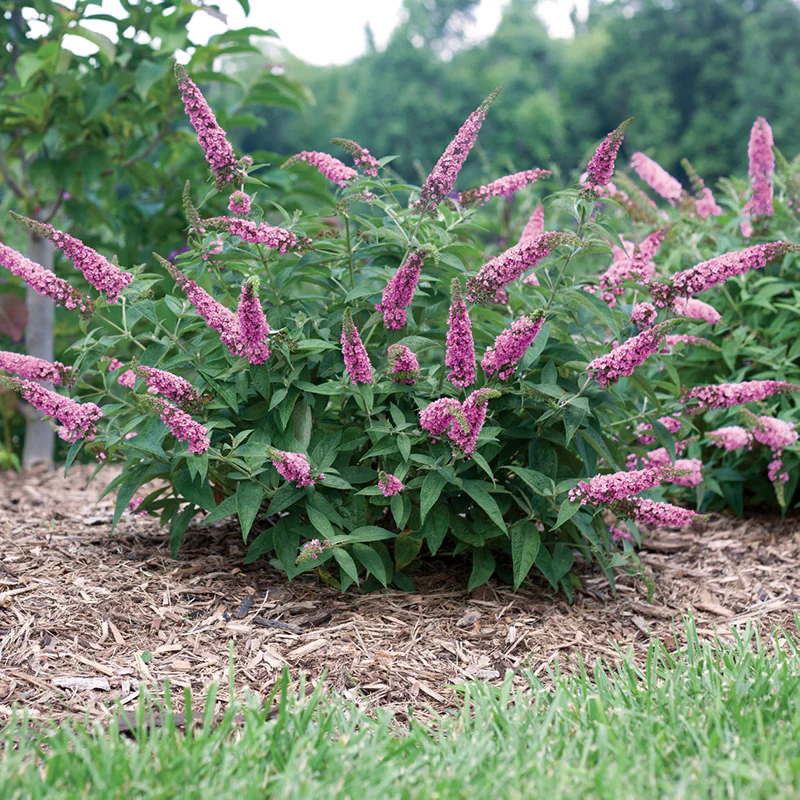 Lo & Behold® 'Pink Micro Chip' Butterfly Bush (Buddleia) - Image 5