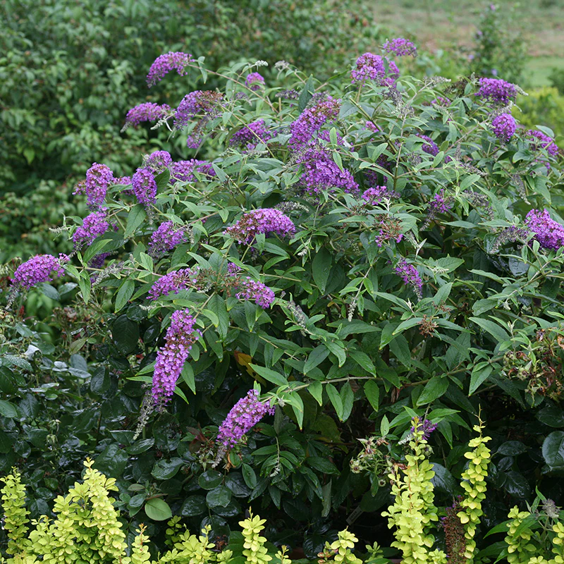 Lo & Behold® 'Purple Haze' Butterfly Bush (Buddleia) - Image 2
