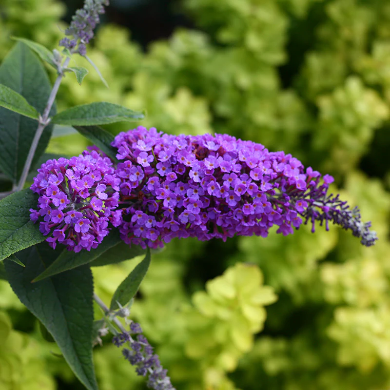 Lo & Behold® 'Purple Haze' Butterfly Bush (Buddleia) - Image 3