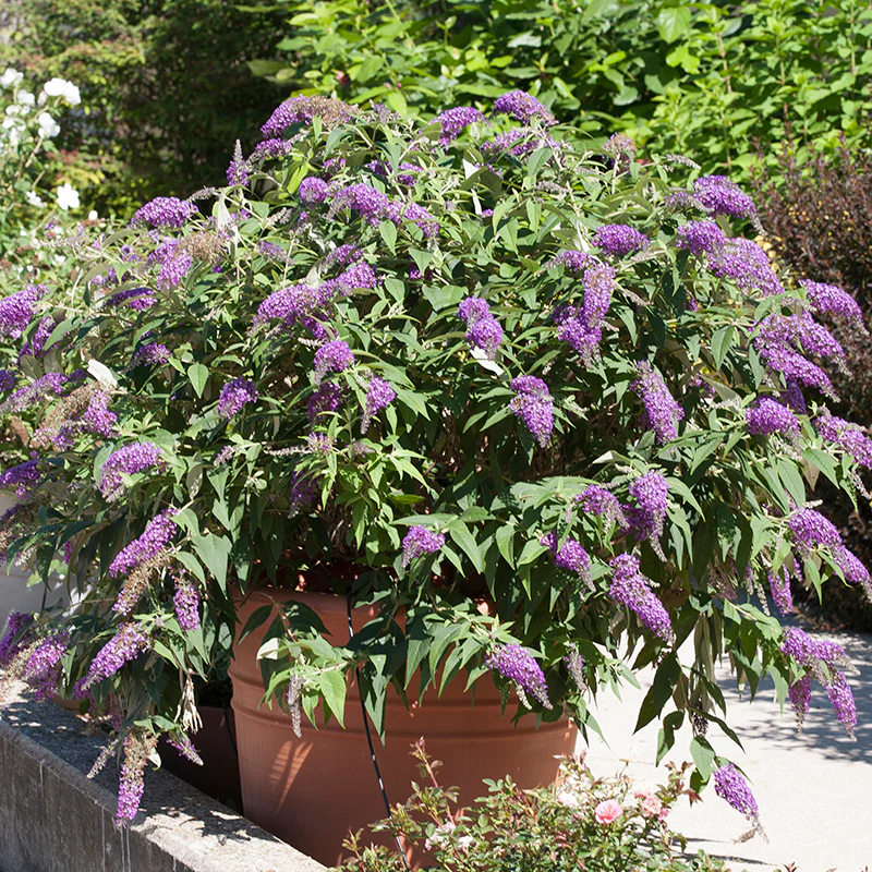 Lo & Behold® 'Purple Haze' Butterfly Bush (Buddleia) - Image 4