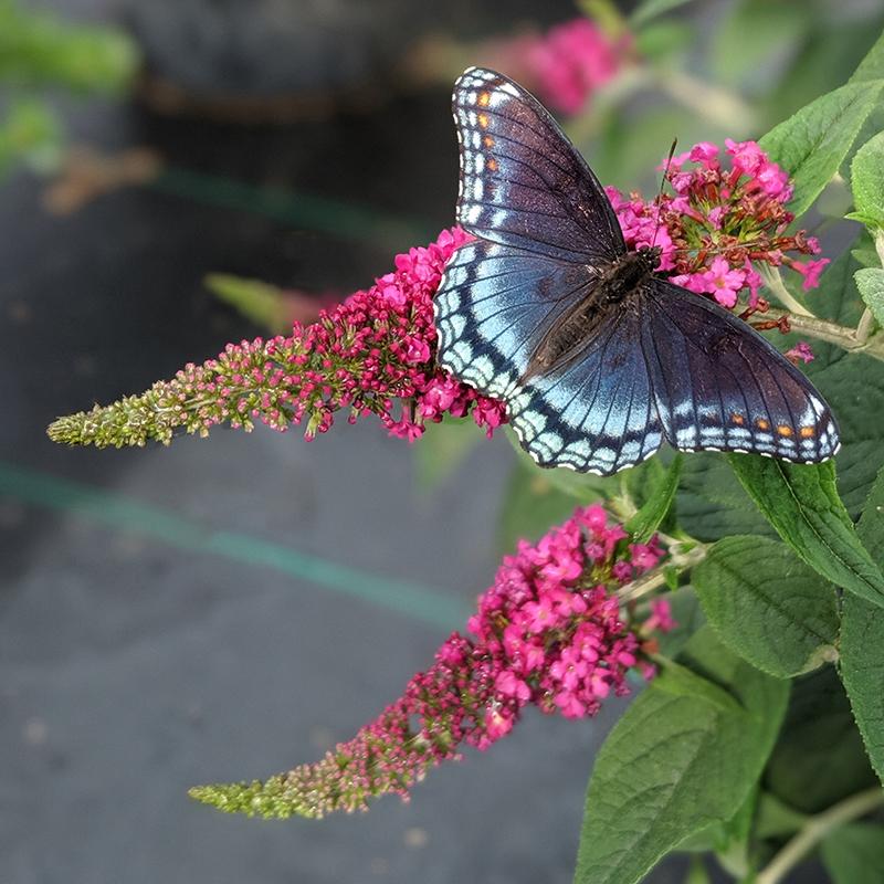 Lo & Behold Ruby Chip® Butterfly Bush (Buddleia) - Image 2
