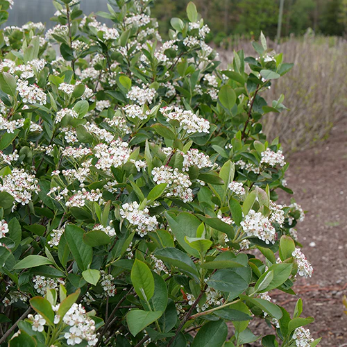Low Scape Hedger® Aronia - Image 2