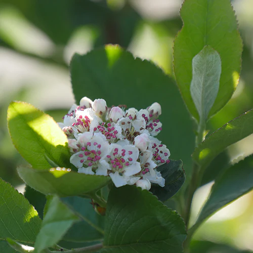 Low Scape Hedger® Aronia - Image 3