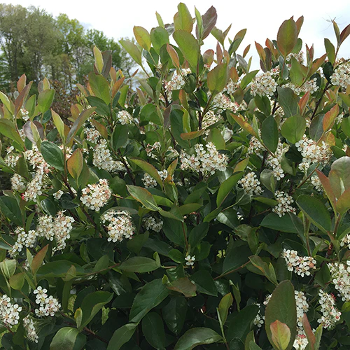 Low Scape Hedger® Aronia - Image 4
