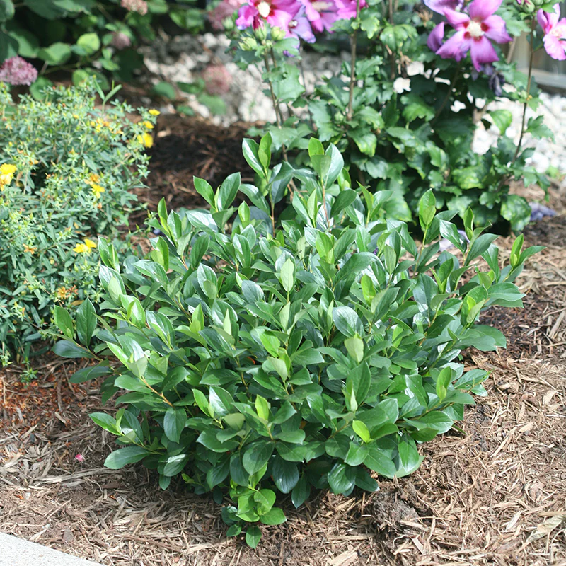 Low Scape Mound® Aronia - Image 5