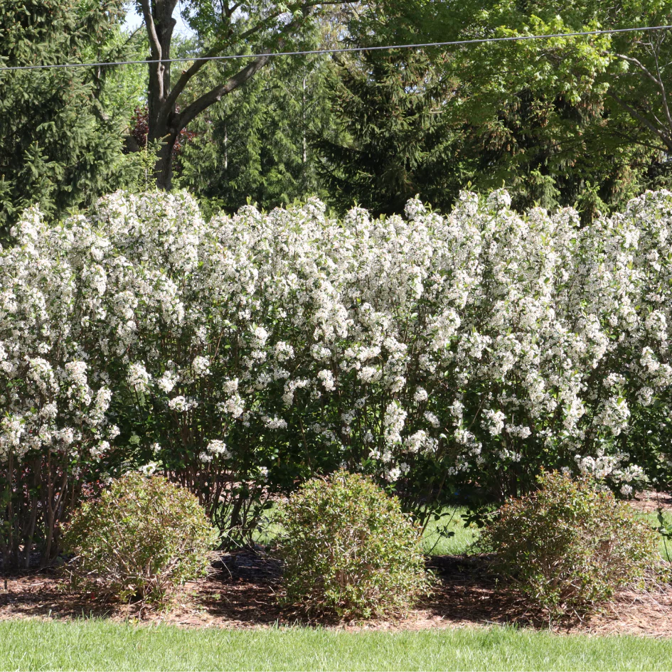 Low Scape Snowfire™ Aronia - Image 2