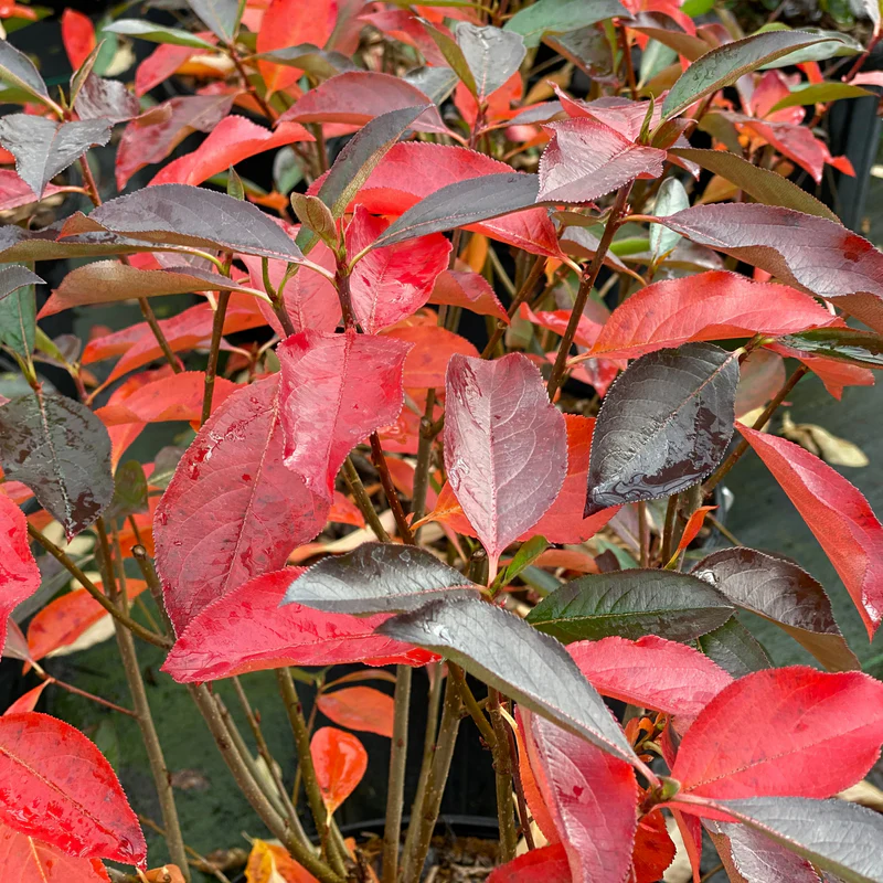 Low Scape Snowfire™ Aronia - Image 3