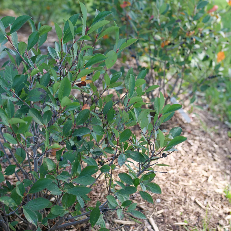 Low Scape Snowfire™ Aronia - Image 5