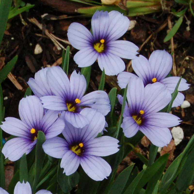 'Lucerne' Blue-Eyed Grass (Sisyrinchium) - Image 3