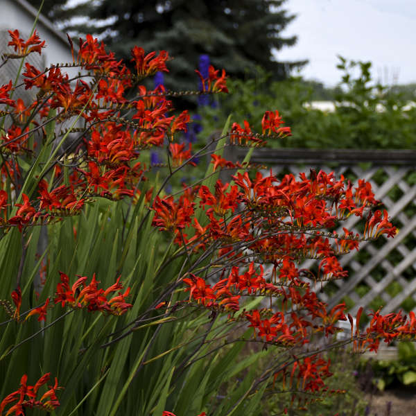 'Lucifer' Montbretia (Crocosmia) - Image 3