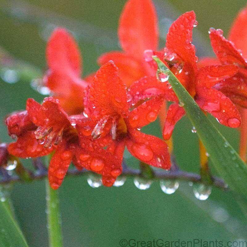 'Lucifer' Montbretia (Crocosmia) - Image 4