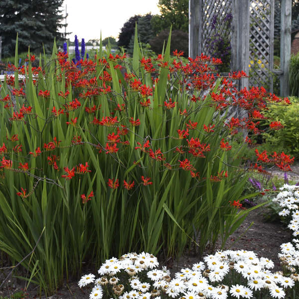 'Lucifer' Montbretia (Crocosmia) - Image 5