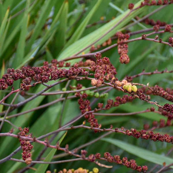 'Lucifer' Montbretia (Crocosmia) - Image 6