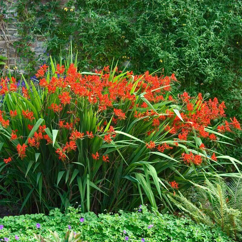 'Lucifer' Montbretia (Crocosmia) - Image 7