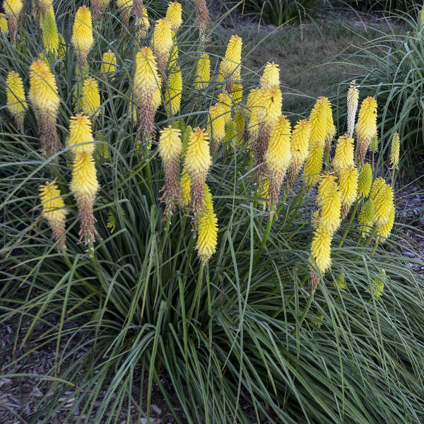'Lucky Lemons' Red Hot Poker - Image 2