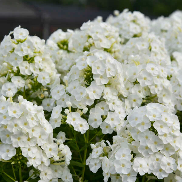 Luminary™ 'Backlight' Tall Garden Phlox - Image 2