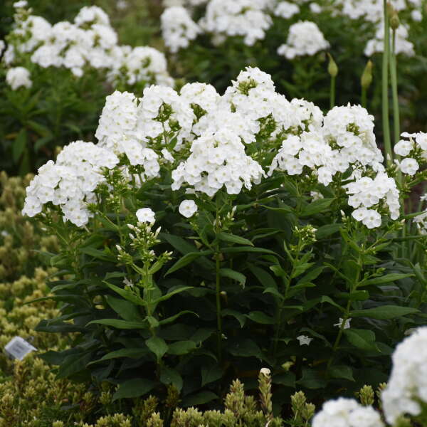 Luminary™ 'Backlight' Tall Garden Phlox - Image 3