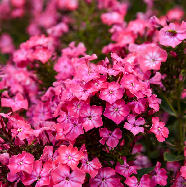 Luminary® 'Pink Lightning' Phlox - Image 2