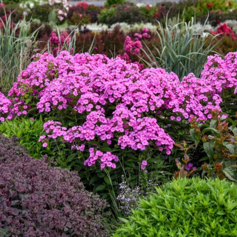 Luminary™ 'Prismatic Pink' Tall Garden Phlox - Image 3