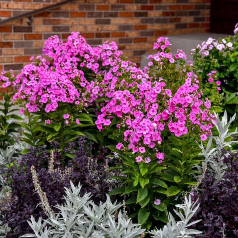 Luminary™ 'Prismatic Pink' Tall Garden Phlox - Image 4