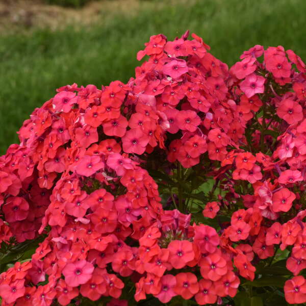 Luminary™ 'Sunset Coral' Tall Garden Phlox - Image 2
