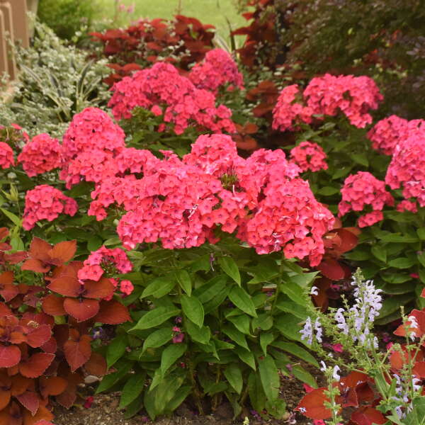 Luminary™ 'Sunset Coral' Tall Garden Phlox - Image 3