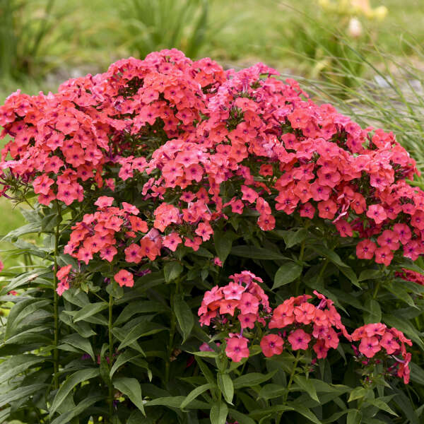 Luminary™ 'Sunset Coral' Tall Garden Phlox - Image 4