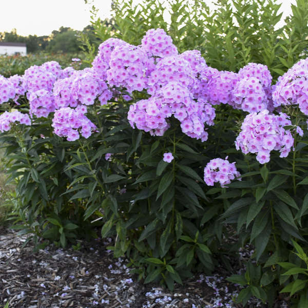 Luminary™ 'Opalescence' Phlox - Image 4