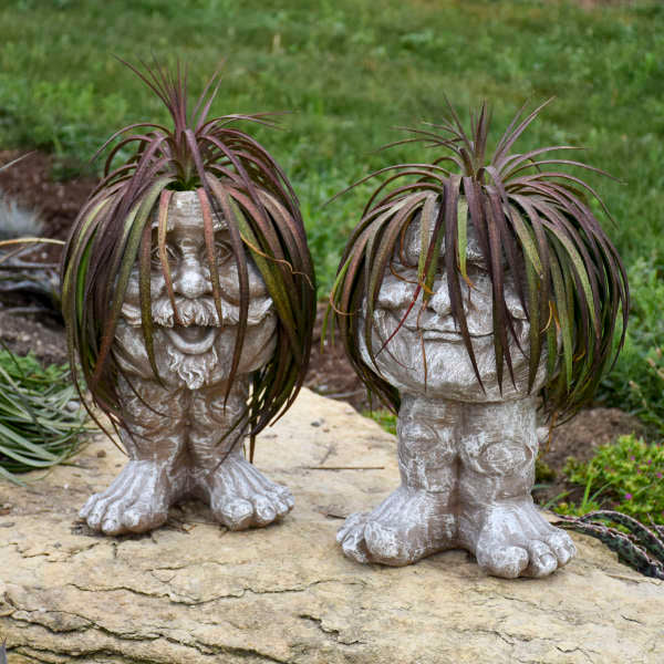 Mad about Mangave® 'Bad Hair Day' Mangave - Image 2